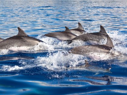 Group of Dolphins