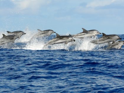 Pod of striped dolphins (Azores)